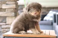 Bear, a male Australian Shepherd for sale in Abbeville, SC – 3 of 9