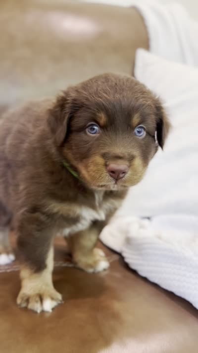 bear, a male Australian Shepherd for sale in Abbeville, SC – 4 of 4