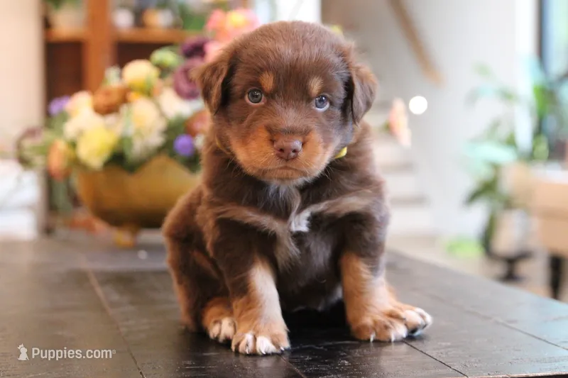 diggory – Australian Shepherd puppy for sale in Abbeville, SC