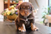 diggory, a male Australian Shepherd for sale in Abbeville, SC – 1 of 10