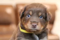 diggory, a male Australian Shepherd for sale in Abbeville, SC – 2 of 10