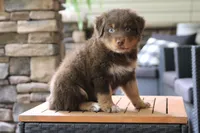 diggory, a male Australian Shepherd for sale in Abbeville, SC – 3 of 10