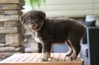 forrest, a male Australian Shepherd for sale in Abbeville, SC – 3 of 10