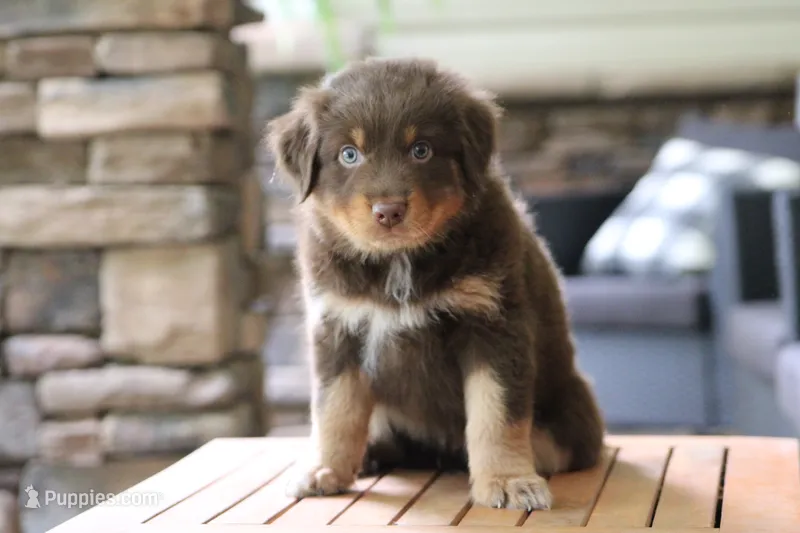 diggory – Australian Shepherd puppy for sale in Abbeville, SC