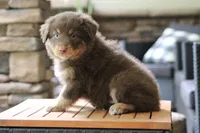 Bear, a male Australian Shepherd for sale in Abbeville, SC – 2 of 9