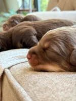 Indy’s litter , a male Australian Shepherd for sale in Abbeville, SC – 6 of 9