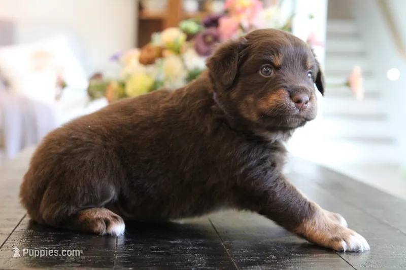 forrest – Australian Shepherd puppy for sale in Abbeville, SC