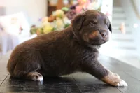 forrest, a male Australian Shepherd for sale in Abbeville, SC – 1 of 10