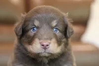 clyde, a male Australian Shepherd for sale in Abbeville, SC – 4 of 9