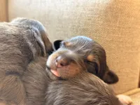 Indy’s litter , a male Australian Shepherd for sale in Abbeville, SC – 7 of 9