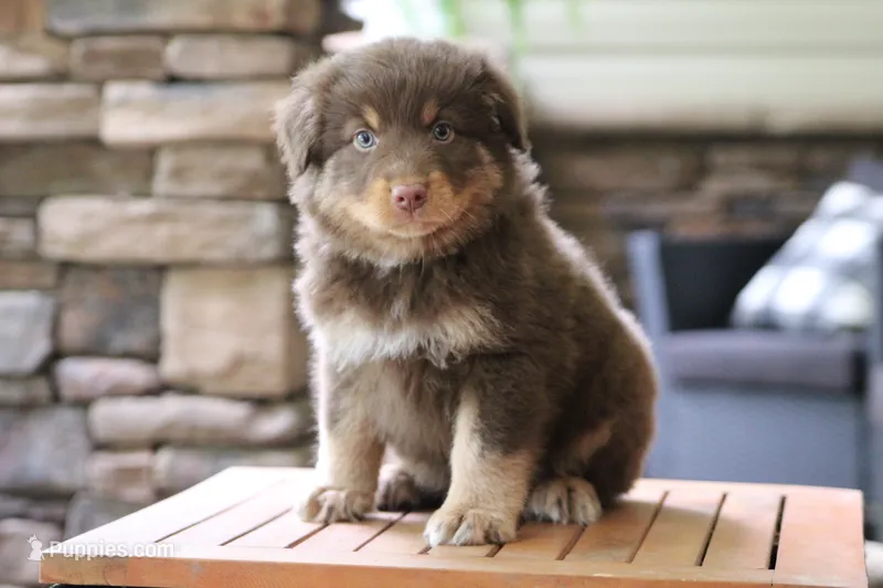 Bear – Australian Shepherd puppy for sale in Abbeville, SC