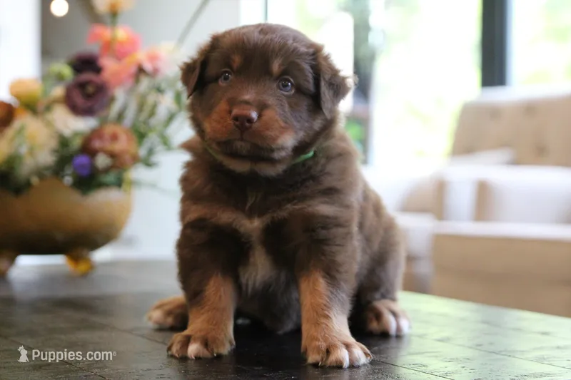 bear – Australian Shepherd puppy for sale in Abbeville, SC