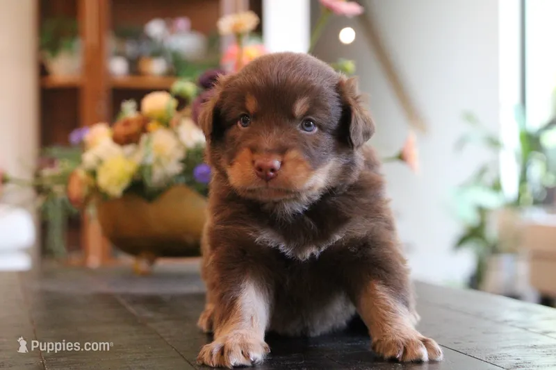 clyde – Australian Shepherd puppy for sale in Abbeville, SC