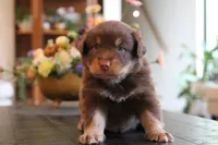 clyde, a male Australian Shepherd for sale in Abbeville, SC – 3 of 9