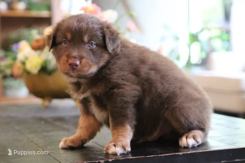bear – Australian Shepherd puppy for sale in Abbeville, SC