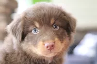 Bear, a male Australian Shepherd for sale in Abbeville, SC – 4 of 9