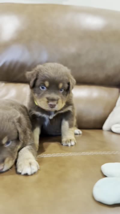 forrest, a male Australian Shepherd for sale in Abbeville, SC – 10 of 10