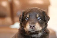 lana, a female Australian Shepherd for sale in Abbeville, SC – 4 of 10