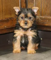 Ragg, a male Yorkshire Terrier for sale in Kirksville, MO – Photo 1 of 4