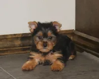 Ragg, a male Yorkshire Terrier for sale in Kirksville, MO – Photo 2 of 4