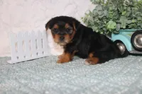 Ragg, a male Yorkshire Terrier for sale in Kirksville, MO – Photo 4 of 4