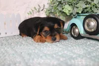 Ragg, a male Yorkshire Terrier for sale in Kirksville, MO – Photo 3 of 4