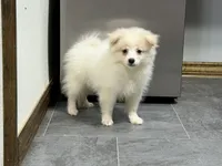 Singler, a male Pomeranian for sale in Kirksville, MO – 6 of 10