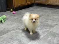 Dusty, a male Pomeranian for sale in Kirksville, MO – 6 of 9