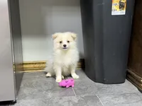Singler, a male Pomeranian for sale in Kirksville, MO – 4 of 10