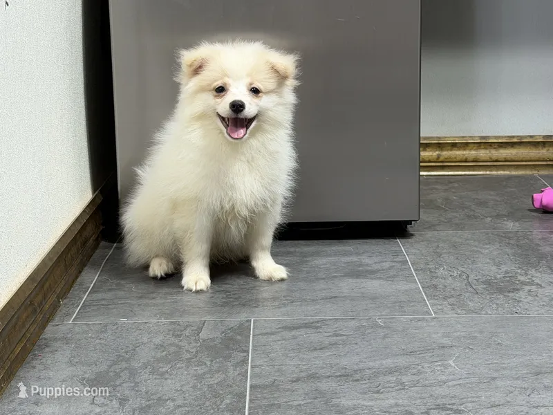 Singler – Pomeranian puppy for sale in Kirksville, MO
