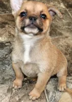 Pup 2, a female French Bulldog and Pomeranian for sale in Kirksville, MO – Photo 5 of 5