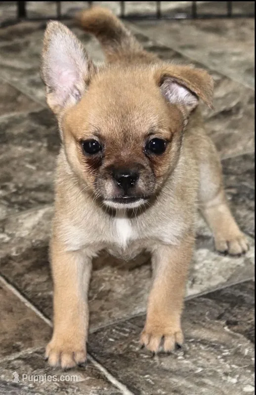 Pup 2, a female French Bulldog and Pomeranian for sale in Kirksville, MO – Photo 1 of 5