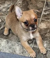 Pup 2, a female French Bulldog and Pomeranian for sale in Kirksville, MO – Photo 4 of 5