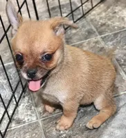 Pup 2, a female French Bulldog and Pomeranian for sale in Kirksville, MO – Photo 3 of 5