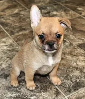 Pup 2, a female French Bulldog and Pomeranian for sale in Kirksville, MO – Photo 2 of 5