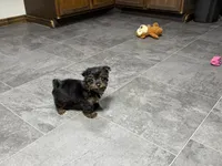 Cole, a male Yorkshire Terrier for sale in Kirksville, MO – 10 of 10