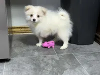 Singler, a male Pomeranian for sale in Kirksville, MO – 3 of 10