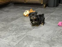 Cole, a male Yorkshire Terrier for sale in Kirksville, MO – 8 of 10