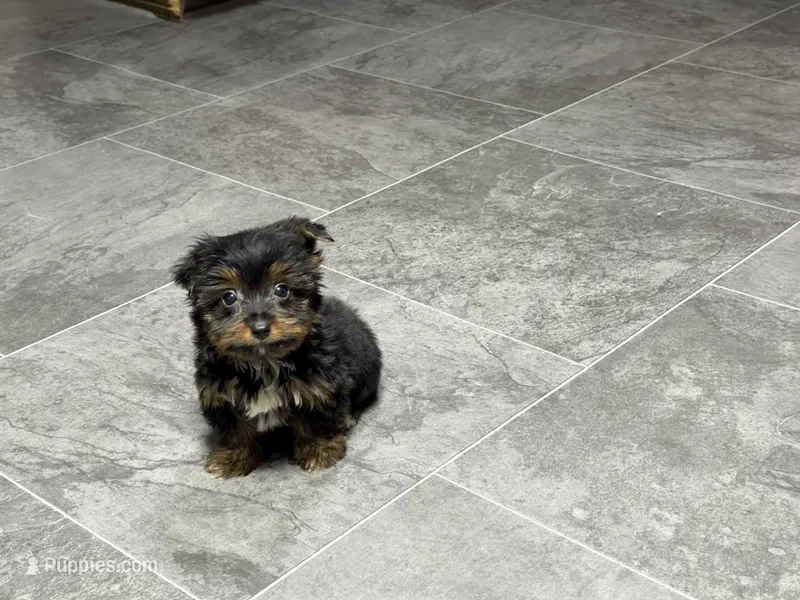 Cole – Yorkshire Terrier puppy for sale in Kirksville, MO