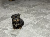 Cole, a male Yorkshire Terrier for sale in Kirksville, MO – 1 of 10