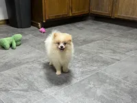 Dusty, a male Pomeranian for sale in Kirksville, MO – 5 of 9