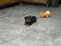 Cole, a male Yorkshire Terrier for sale in Kirksville, MO – 3 of 10
