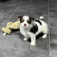 Peanut Seed, a male Yorkshire Terrier for sale in Kirksville, MO – Photo 2 of 8