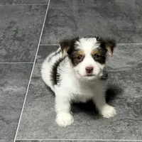 Peanut Seed, a male Yorkshire Terrier for sale in Kirksville, MO – Photo 1 of 8