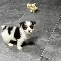 Peanut Seed, a male Yorkshire Terrier for sale in Kirksville, MO – Photo 4 of 8