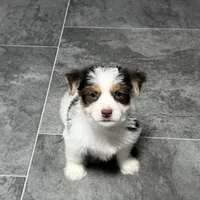 Peanut Seed, a male Yorkshire Terrier for sale in Kirksville, MO – Photo 7 of 8