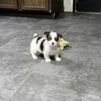 Peanut Seed, a male Yorkshire Terrier for sale in Kirksville, MO – Photo 6 of 8