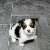 Peanut Seed, a male Yorkshire Terrier for sale in Kirksville, MO – Photo 3 of 8