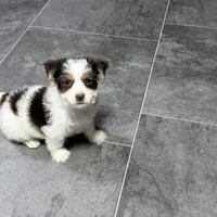 Peanut Seed, a male Yorkshire Terrier for sale in Kirksville, MO – Photo 5 of 8