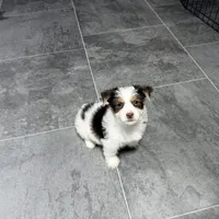 Peanut Seed, a male Yorkshire Terrier for sale in Kirksville, MO – Photo 8 of 8